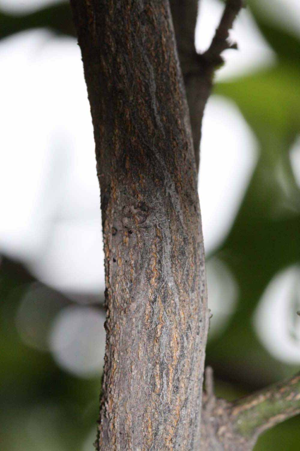              Second - third year twig (Riverside, CA)       